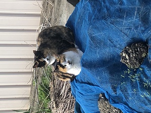 現場近くにいた兄弟？猫