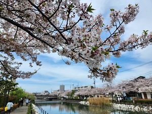 新川千本桜🌸